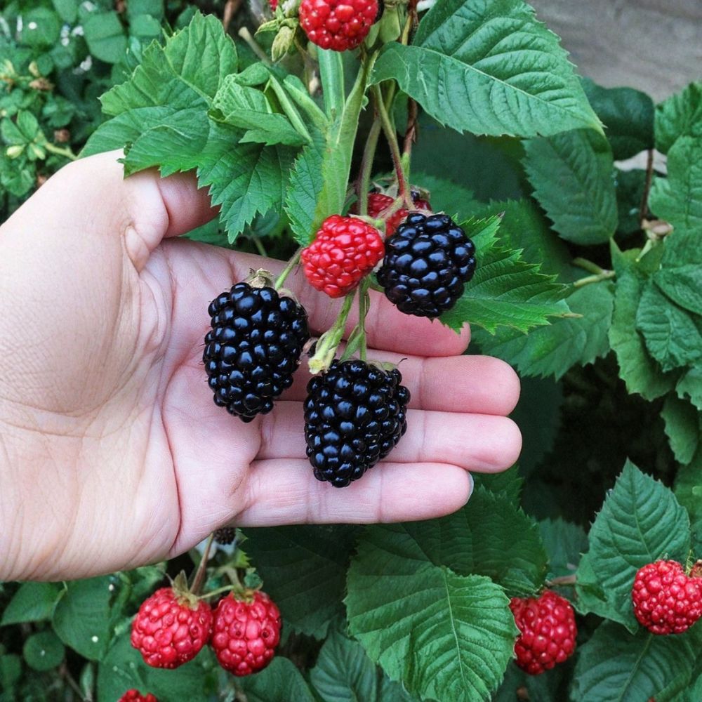 Triple Crown Thornless Blackberry Plants – Rubus ‘Triple Crown’ Starter Plants | Set of 2 | 4–10 Inch Tall | Bare Root Starter | Sweet Summer Berries