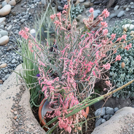 Devil’s Backbone Cuttings – 10 Pedilanthus tithymaloides 10–12 Inch | Zig Zag Redbird Variegated Plant | Rare Succulent | Easy Care