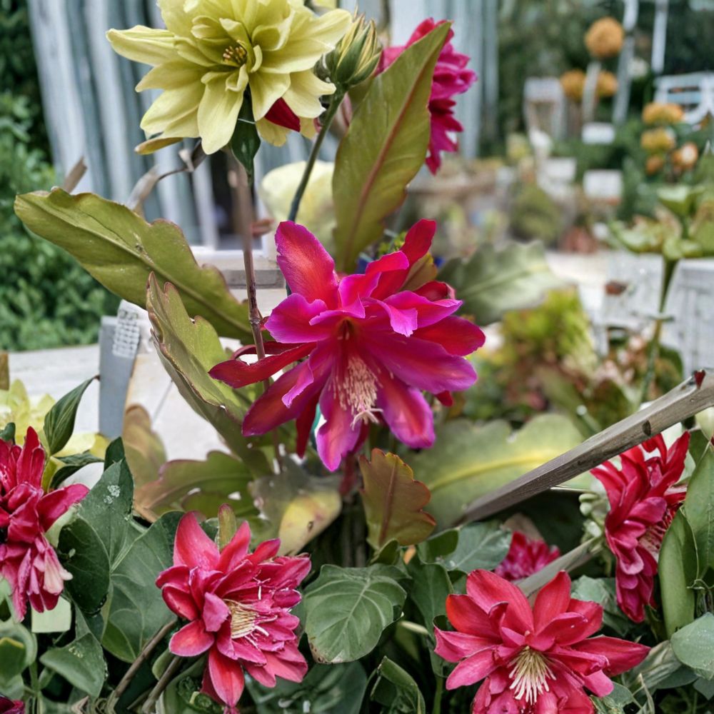 Fuchsia Orchid Cactus Cuttings – 6 Epiphyllum Cuttings 5–8 Inch | Rare Night Blooming Cactus | Exotic Flower Plant