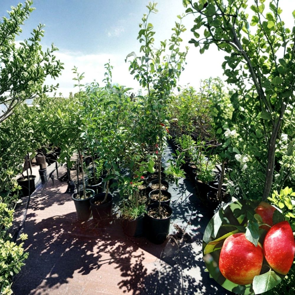 Cortland Apple Tree – Malus domestica Live Fruit Tree | 4–6 Feet Tall | Sweet Juicy Apples | Backyard Orchard Tree | Easy to Grow