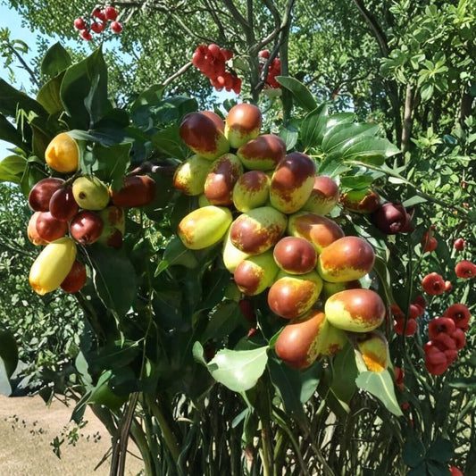 Sherwood Jujube Cuttings – 10+ Unrooted Scions | Chinese Red Date Tree | Ziziphus jujuba Tao Tau Hong Tao | Grafting Wood