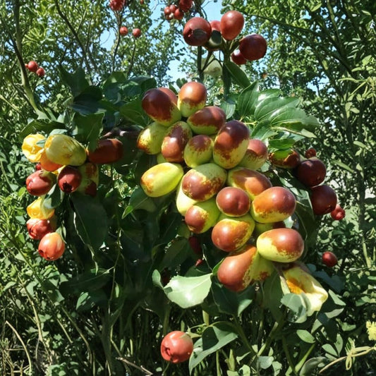 Sherwood Jujube Cuttings – 5+ Unrooted Scions | Chinese Red Date Tree | Ziziphus jujuba | Grafting Wood | Sweet Fruit Variety