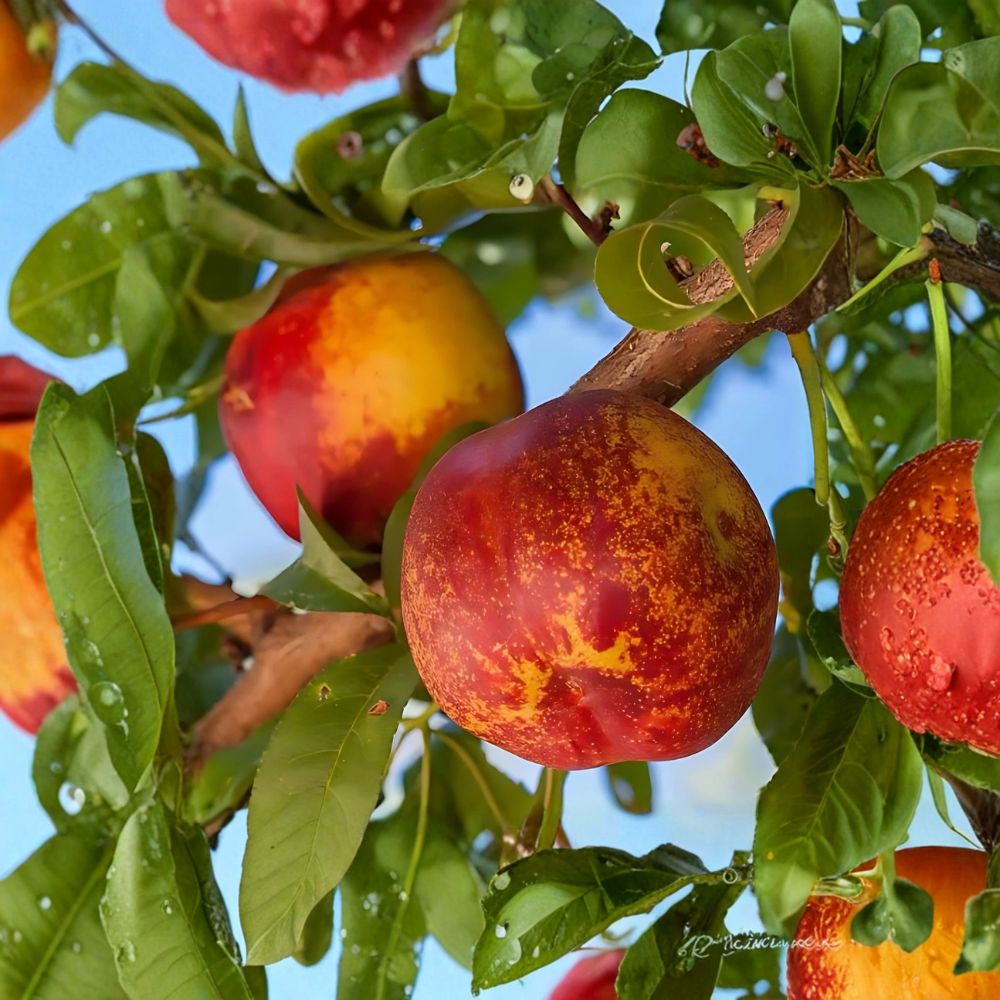Mericrest Nectarine Tree – Prunus persica Live Bare Root | 2 Ft Tall | Sweet Yellow Flesh Fruit Tree | Backyard Orchard Favorite | Easy to Grow