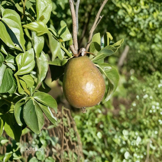 Beurre d’Anjou Pear – Pyrus communis 25+ Seeds for Planting | Fresh Seeds | FREE Shipping  Classic European Pear | Sweet & Juicy Variety | Backyard Orchard Starter