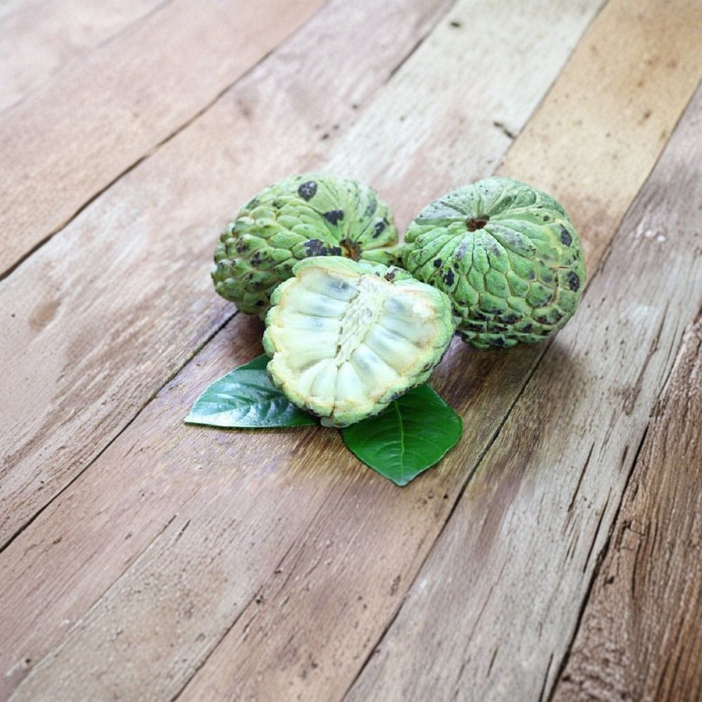 Sugar Apple Tree – Annona squamosa Live Plant | 5 Inches Tall | 4 Inch Pot Custard Apple Seedling | Tropical Fruit Starter