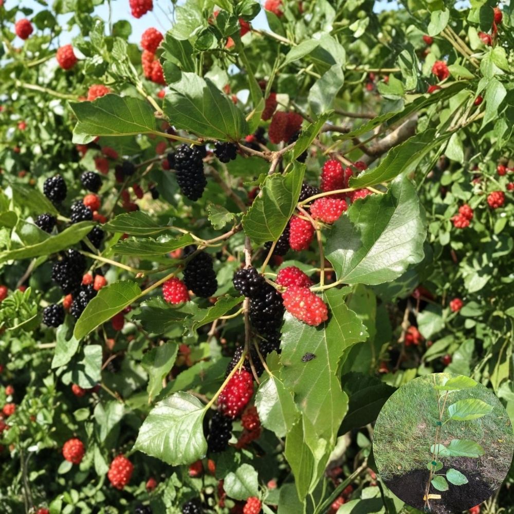 Dwarf Everbearing Mulberry – Morus nigra Live Seedling | 5–8 Inches Tall | Rooted Plant – No Pot  Sweet Berry Fruit Tree | Patio & Container Friendly | Easy to Grow