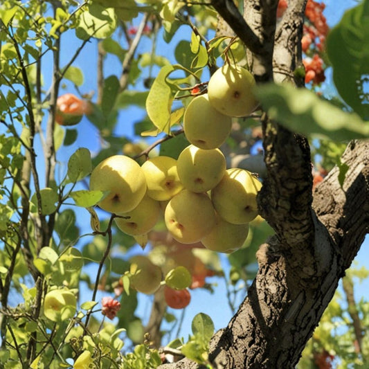 Crystal Pear Seeds – Pyrus spp. 25+ Seeds | Sweet Edible Variety | USA Seller  Cold Hardy | Drought Tolerant | Free Shipping
