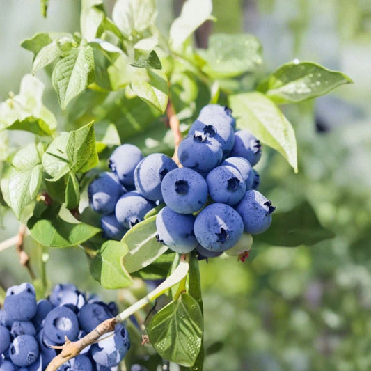 Top Hat Blueberry – Vaccinium ‘Top Hat’ Live Seedling | 4–6 Inches Tall | Rooted No Pot | Dwarf Container Berry Bush | Patio & Small Garden Friendly