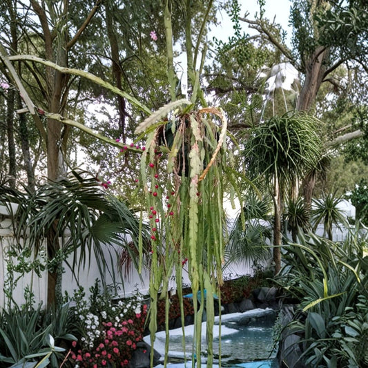 Lepismium cruciforme – 4 Cuttings (4 Inches) | Epiphytic Jungle Cactus | White Blooms & Red Berries | Rare Trailing Plant