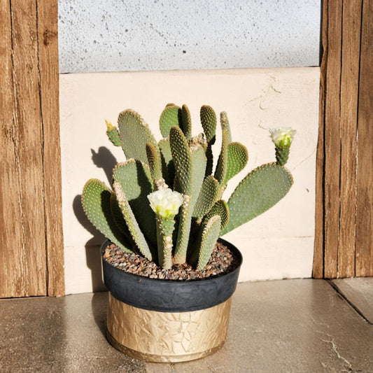 Opuntia Basilaris White Flower Cactus Pad – Live Prickly Pear Cutting | 3–5 Inch Desert Cactus Segment | Drought Tolerant Succulent | Easy to Grow