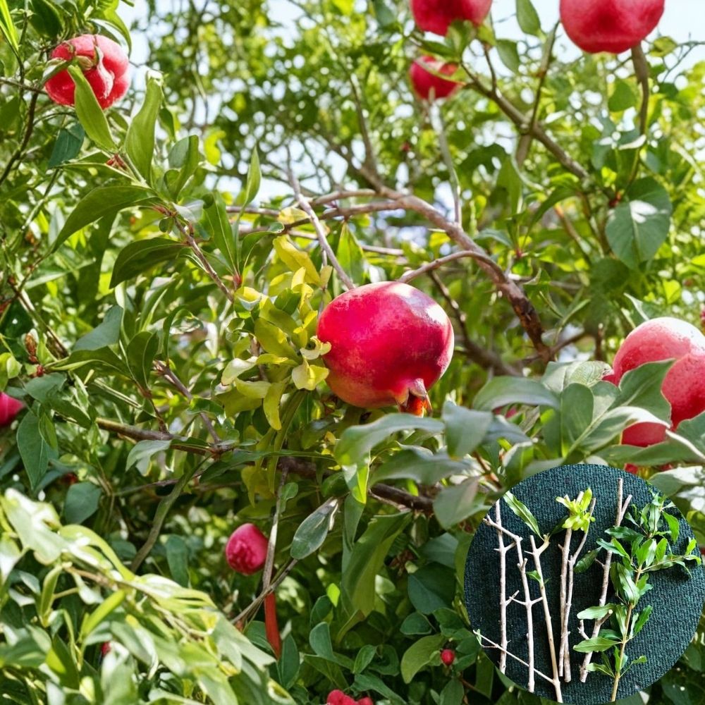 Wonderful Pomegranate Cuttings – 8 Organic Unrooted Stems 9+ Inches | Sweet Fruit Tree Starter | Cold & Heat Hardy | Easy to Grow