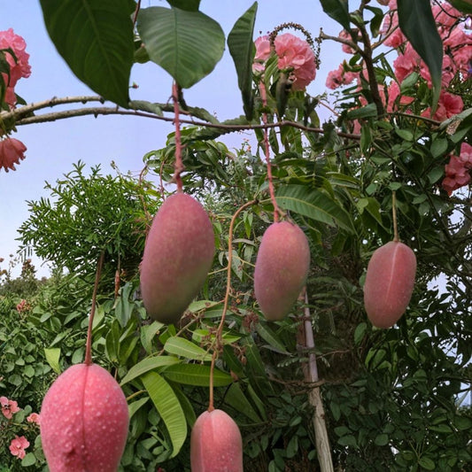 Red Lady Mango Tree – Mangifera indica Live Seedling | From Fresh Seed | Fast Growing  Indian Variety | Beginner Friendly | Tropical Fruit Tree
