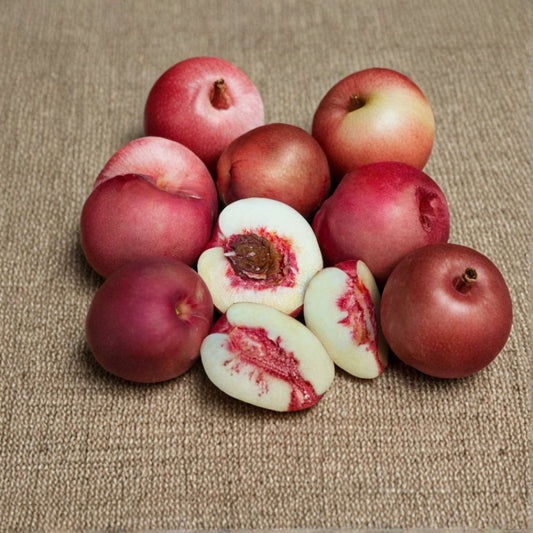 Nectaplum Scion Wood – 5 Fresh Cuttings | Nectarine Plum Hybrid | 3–6 Inch Grafting Scions | Rare Fruit Tree Variety | Non-GMO