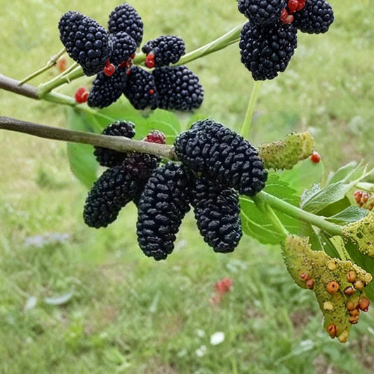 Black Dwarf Mulberry Cuttings – Morus nigra Live Plant Cuttings | 6 Pieces 8–10 Inches | Sweet Berry Fruit Tree | Easy Propagation Starter | Container Friendly
