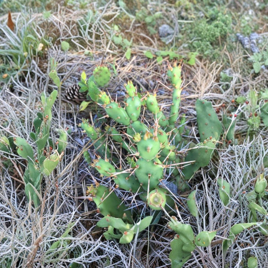 Prickly Pear Cactus – Opuntia drummondii Live Pad Cutting | Cold Hardy | Ready to Root  Outdoor Hardy Cactus | Yellow Flowering | Rare Native Plant