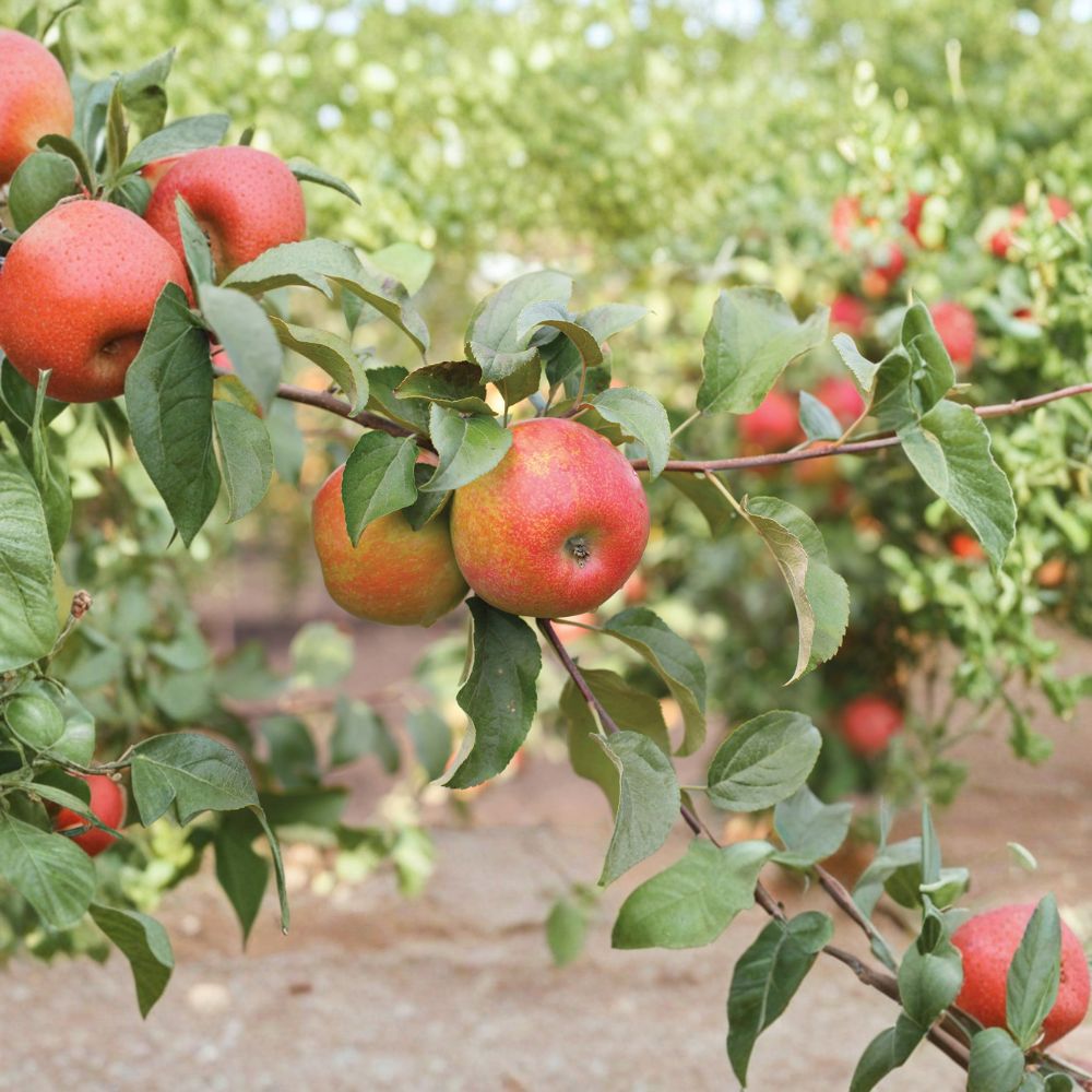Honeycrisp Apple Tree – Malus domestica Live Plant | 3 Feet Tall | Sweet Crisp Apple Variety | Backyard Orchard Fruit Tree | Cold Hardy Garden Tree