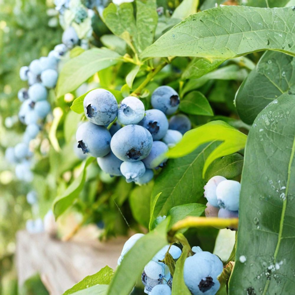 Sunshine Blue Blueberry Plants – Vaccinium corymbosum Starter Plugs | 3–6 Inches Tall | Bare Root Compact Berry Bush (Set of 3)