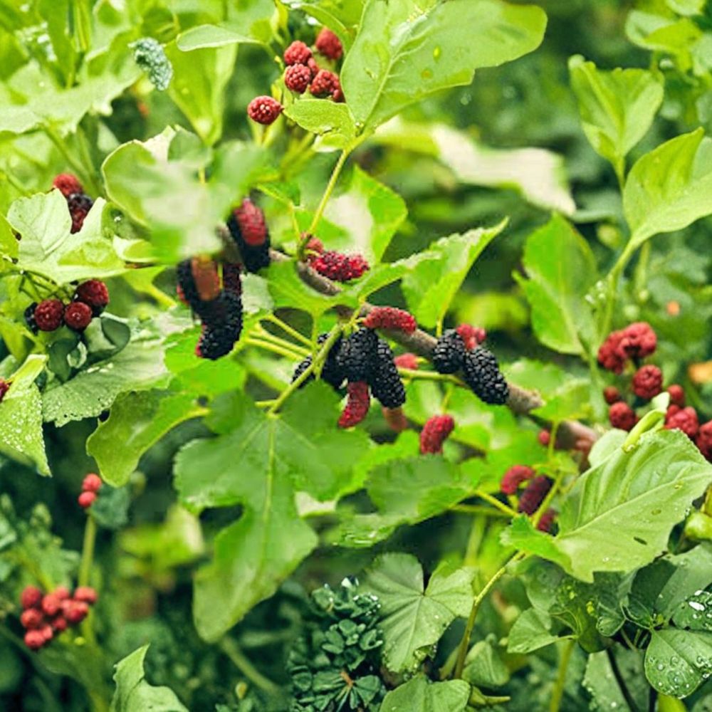 Illinois Everbearing Mulberry Tree – Morus alba x rubra Live Starter Plant | 6–8 Inch Plug | Sweet Berry Fruit Tree | Backyard Orchard Favorite | Easy to Grow