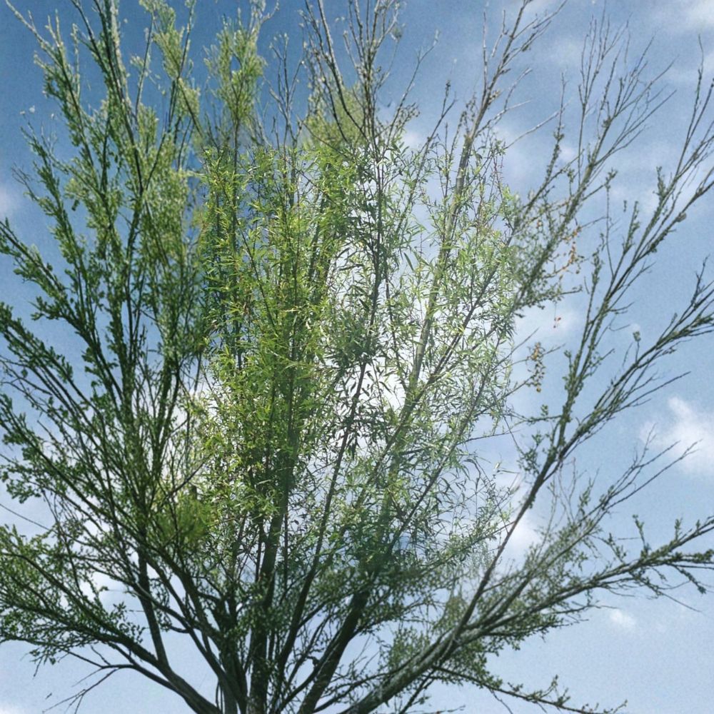 Willow Tree Cuttings – 18 Live 5–8 Inch Stems | Fast Rooting Shade Tree | Easy Propagation | Natural Rooting Hormone Plant