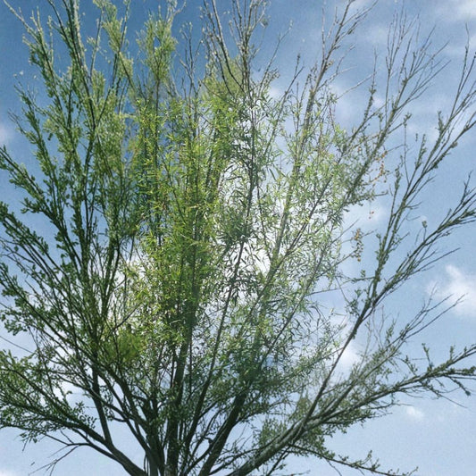 Willow Tree Cuttings – 18 Live 5–8 Inch Stems | Fast Rooting Shade Tree | Easy Propagation | Natural Rooting Hormone Plant