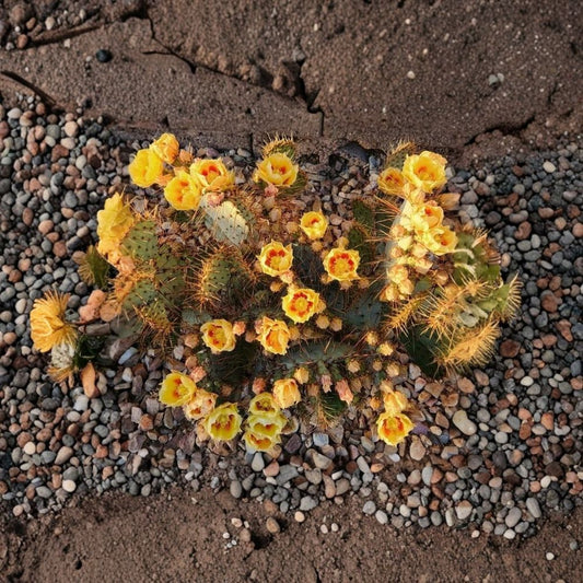 Rooney’s Prickly Pear – Opuntia x rooneyi Live Pad Cutting | Rare Hybrid | Ready to Root  Cold Hardy Cactus | Collector Variety | Low Water Plant