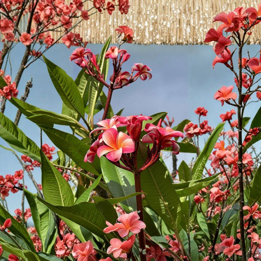 Pink Plumeria Cutting – Frangipani Unrooted Single Head | 10 Inch Fresh Cutting | Tropical Flower Plant | Fragrant Garden Favorite