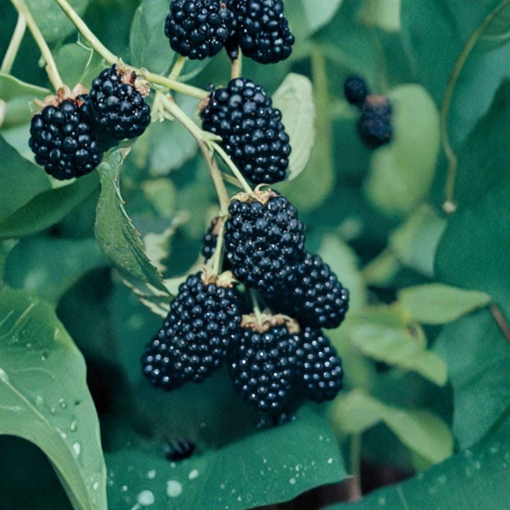 Ouachita Thornless Blackberry Plants – Rubus ‘Ouachita’ Starter Plugs | Set of 10 | Sweet Large Berries | High-Yield Variety | Bare Root Berry Plants