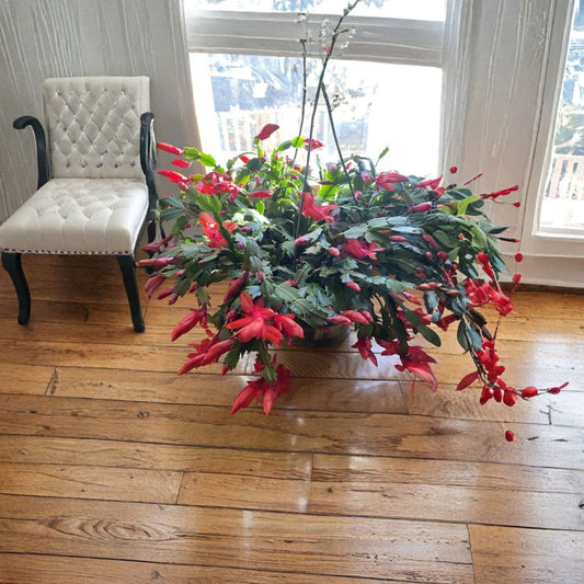 Red Christmas Cactus Cuttings – 4 Schlumbergera Cuttings | 2–3 Segment Succulent | Holiday Blooming Houseplant