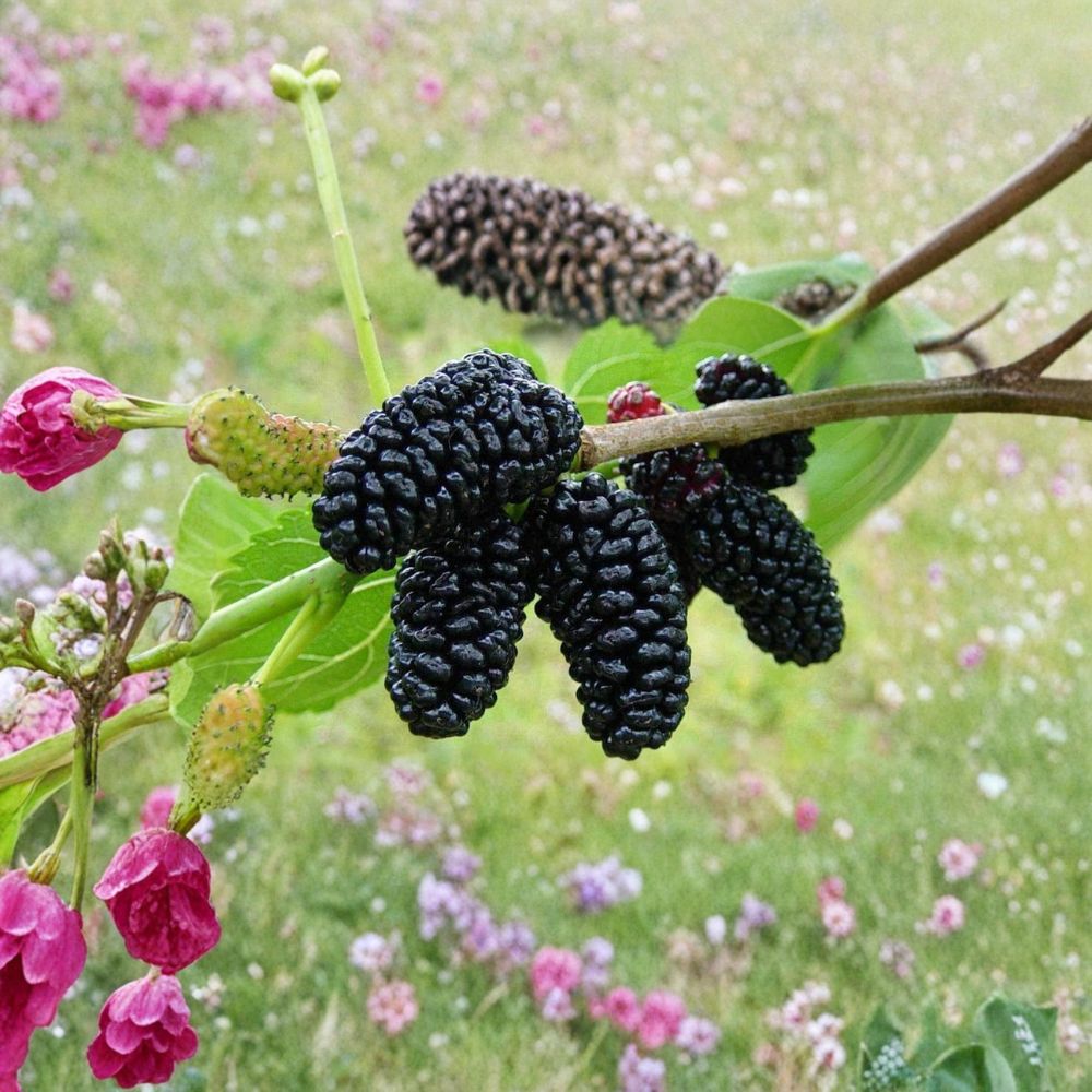 Black Mulberry Trees – Morus nigra Live Plants | Set of 2 Fruit Trees 1–2 Ft Tall | Sweet Berry Tree | Backyard Orchard Starter | Ready to Plant