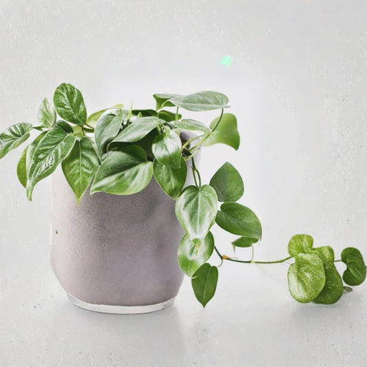 Philodendron Cordatum Cuttings – 4 Rooting 6–8 Inch Heartleaf Cuttings | Sweetheart Vine Indoor Plant | Easy Care Trailing Houseplant
