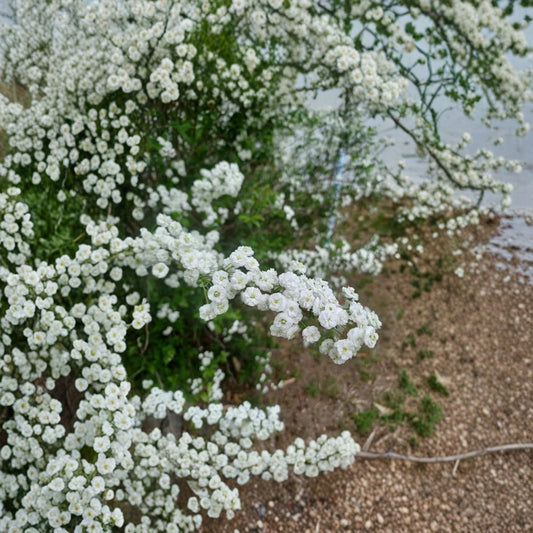 Bridal Wreath Spirea Cuttings – 10 Unrooted Cuttings | 4–5 Inch Shrub Cuttings | Spring Blooming Bush | Hardy Landscape Plant | Easy to Propagate