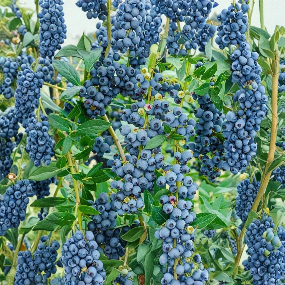 Windsor Blueberry Plants – Vaccinium corymbosum Starter Plugs | 3–6 Inches Tall | Bare Root Southern Highbush Berry Bush (Set of 3)