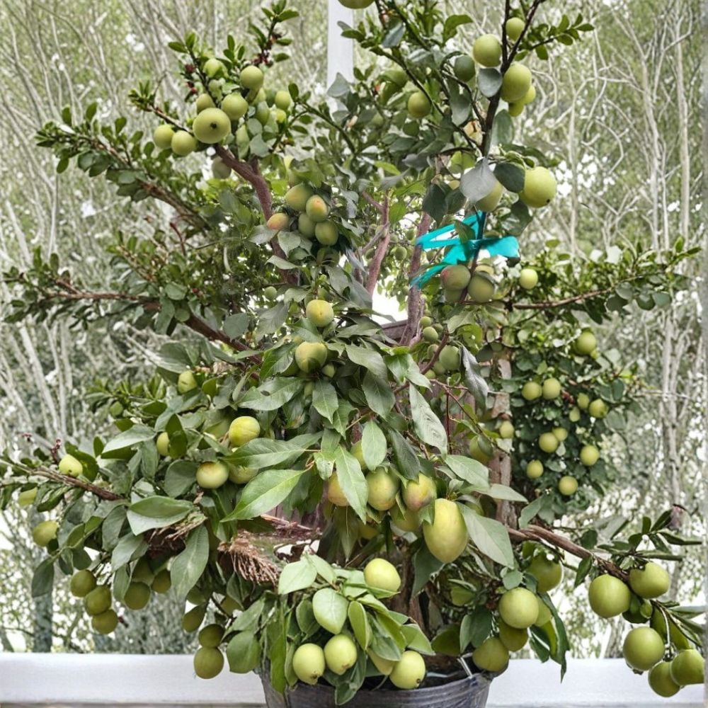 Grenade Pluot Scion Wood – 5 Grafting Cuttings | Plum Apricot Hybrid | High Sugar Fruit Variety | Rare Fruit Tree