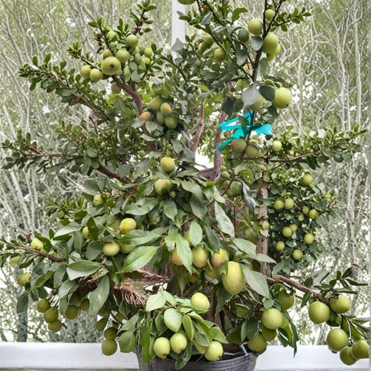 Grenade Pluot Scion Wood – 5 Grafting Cuttings | Plum Apricot Hybrid | High Sugar Fruit Variety | Rare Fruit Tree