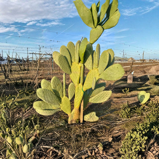 Nopal Cactus Cuttings – 2 Unrooted Pads | Prickly Pear Edible Cactus | Fast Growing Desert Plant | Easy to Grow | Drought Tolerant