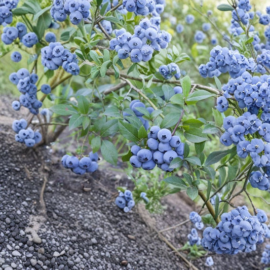 Sweetcrisp Blueberry Plant – Vaccinium corymbosum Starter Plug | 3–6 Inches Tall | Bare Root Southern Highbush Berry Bush