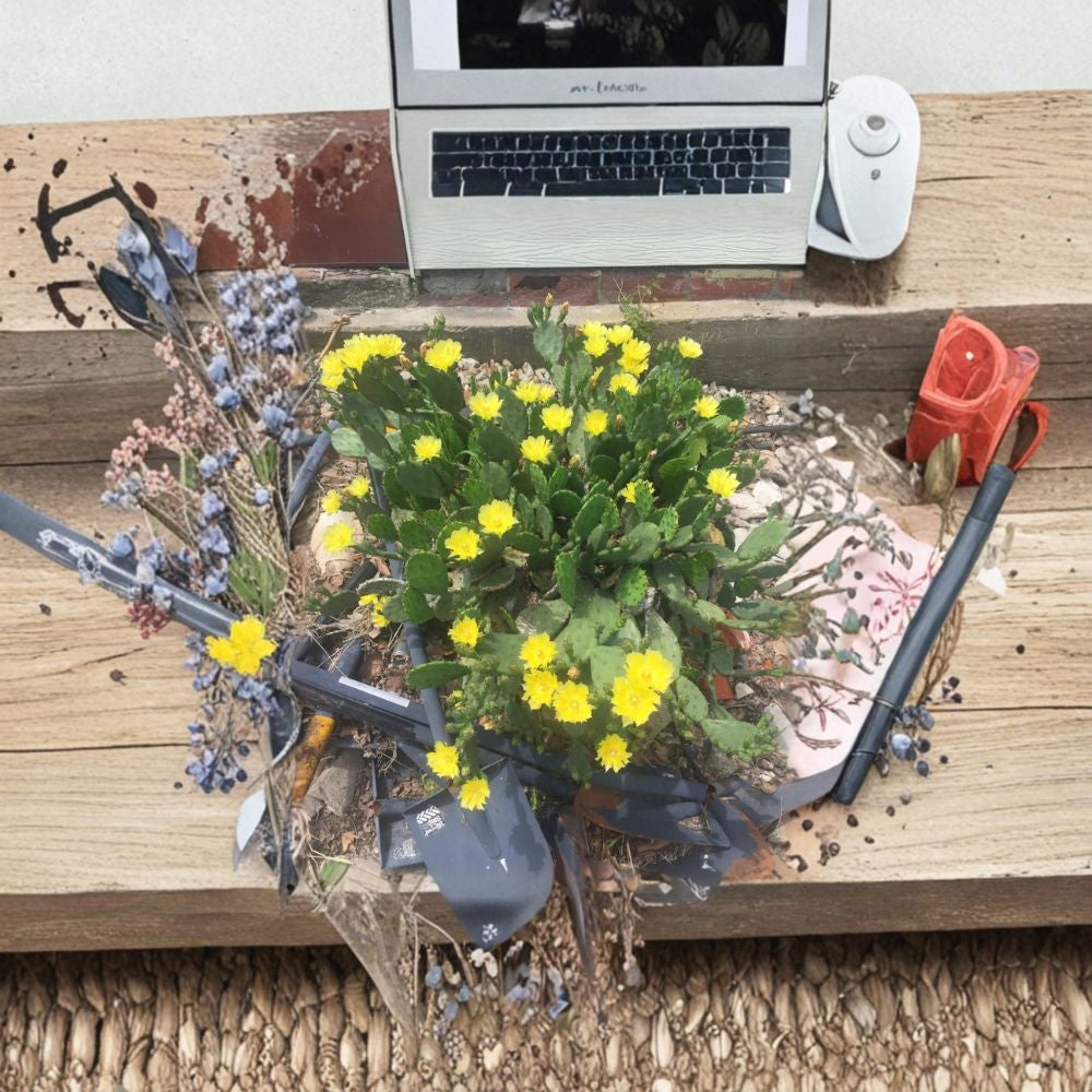 Spineless Prickly Pear – Opuntia (Nearly Spineless Variety) Live Cactus Pads | 5 Pad Bundle | Cold Hardy  Hardy to Zone 5 | Yellow Blooming | Drought Tolerant Plant