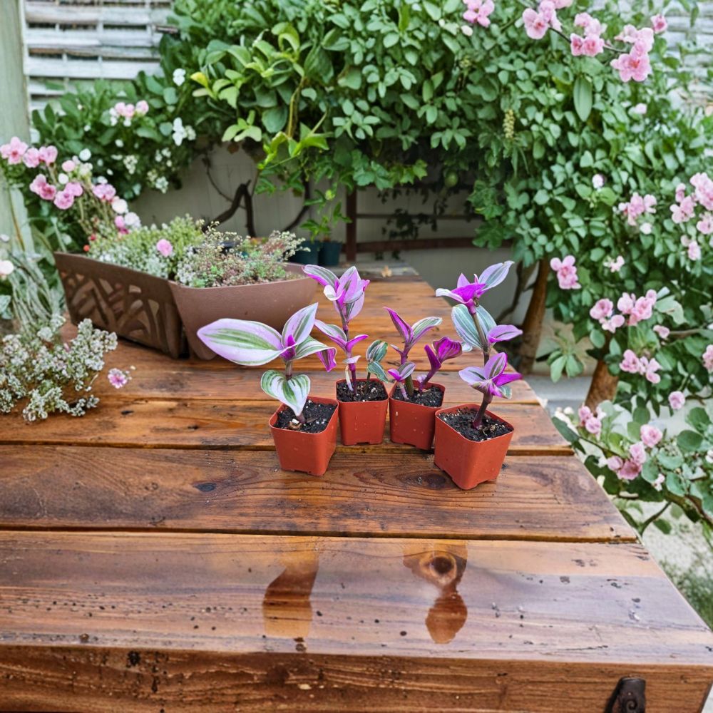 Tradescantia Nanouk – 2 Live Plants in 2" Pots | Pink Wandering Jew | Fully Rooted Indoor Plant | Rare Variegated Houseplant | Easy to Grow