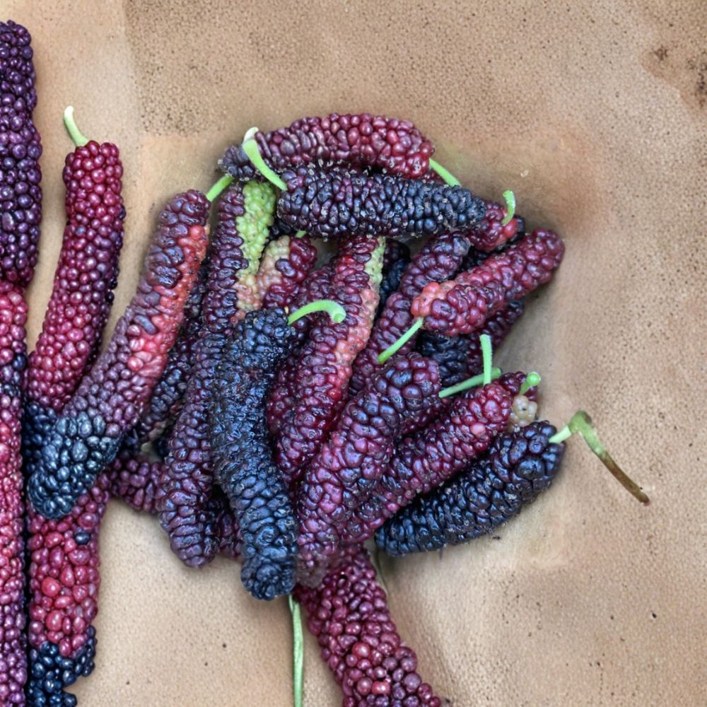 Pakistan Mulberry Plants – Morus macroura Live Starter Set | 4 Plants 6–8 Inches Tall | Sweet Berry Fruit Tree | Backyard Orchard Starter | Ready to Plant