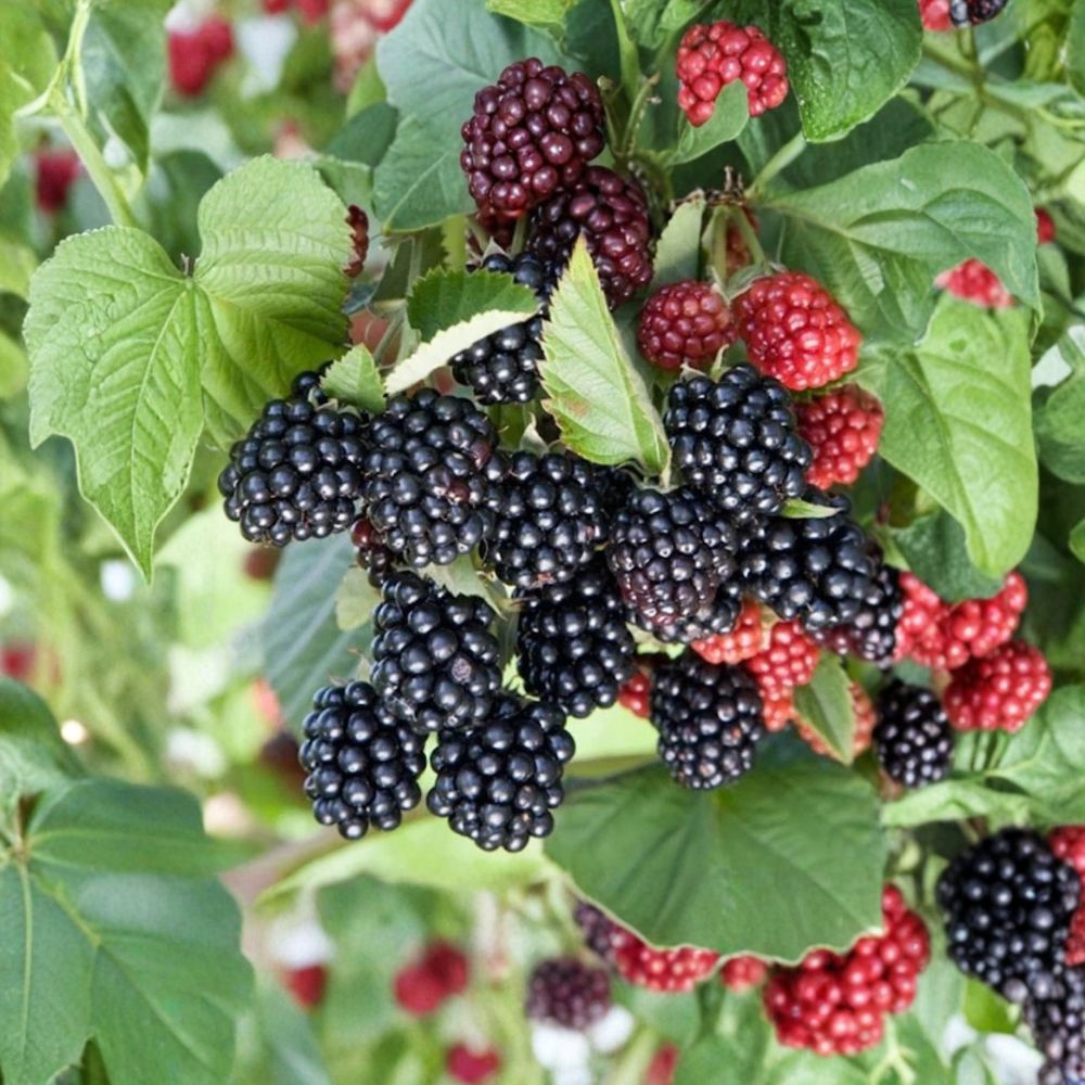 Chester Thornless Blackberry Plants – Rubus fruticosus Starter Plugs | Set of 5 | Sweet Large Berries | Winter Hardy Variety | Bare Root Berry Plants