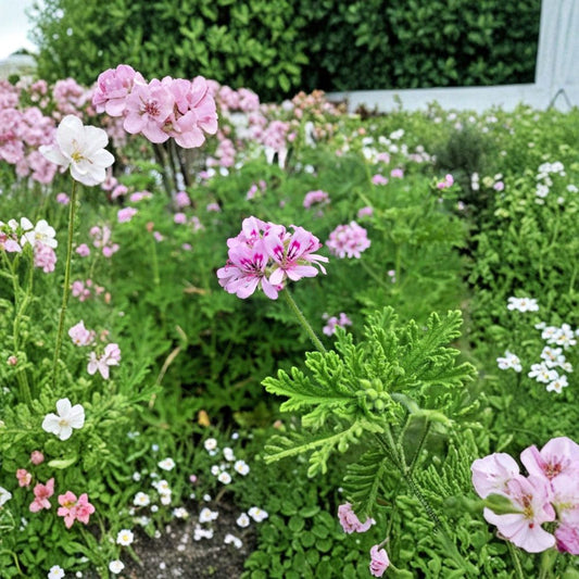 Citronella Geranium Cuttings – 3 Pelargonium Citronella 3–5 Inch | Lemon Scented Mosquito Plant | Pink Flower Herb | Easy to Grow