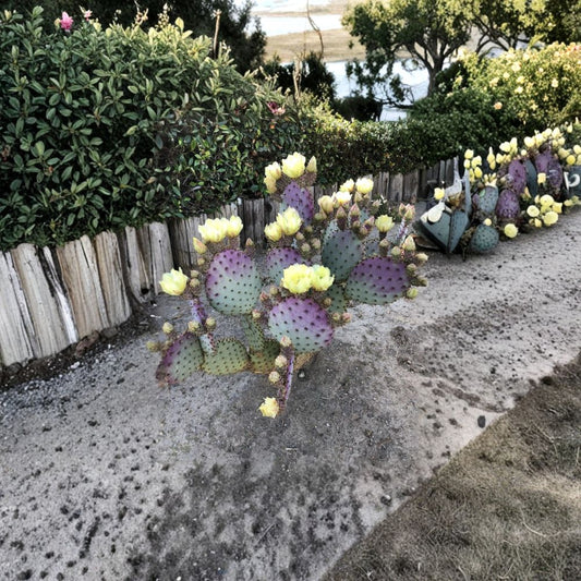 Santa Rita Purple Prickly Pear – Opuntia ‘Santa Rita’ Live Cactus Pads | 3 Pad Bundle | Vibrant Purple Color  Cold & Heat Tolerant | Striking Landscape Plant | Easy to Root