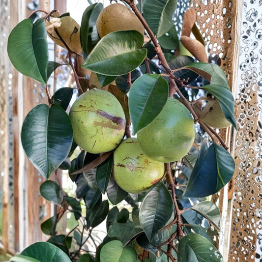 Caimito Star Apple – Chrysophyllum cainito Seeds | 15 Seeds | Tropical Exotic Fruit Tree | Green Star Apple | Home Garden Growing