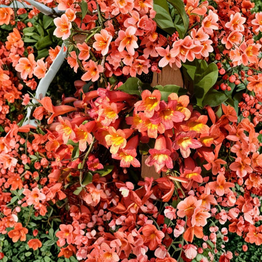 Bignonia ‘Tangerine Beauty’ Crossvine – Live Rooted Starter Plant | Ships in Pot | Hummingbird & Butterfly Vine | Fast Growing Climbing Plant | Easy to Grow