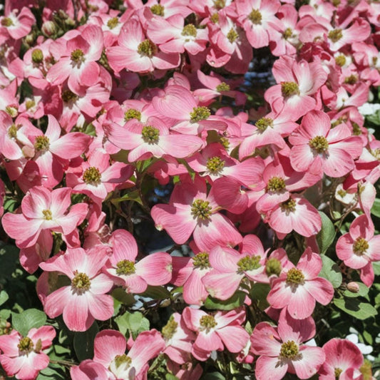 Pink Dogwood Cuttings – 6 Cornus florida Cuttings | Heirloom Flowering Tree | Deep Pink Blooms | Garden Tree Starter