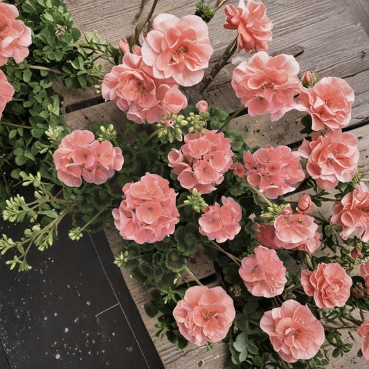 Coral Zonal Geranium Cuttings – 10 Unrooted Pelargonium Cuttings | Coral Flowering Plant | Easy to Root | Garden & Container Friendly
