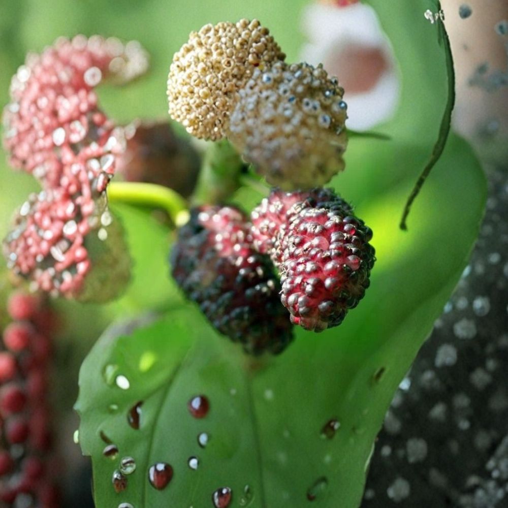 Dwarf Everbearing Mulberry – Morus nigra Live Plant | 6–7 Inch Starter | Sweet Edible Berry Tree | Container Friendly Fruit Tree | Easy to Grow