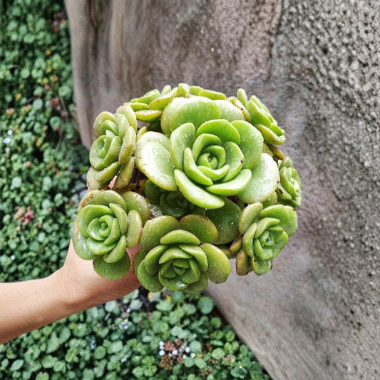 Aeonium Lily Pad Cuttings – 3 Fresh Succulent Rosettes 2 Inch | Rare Green Succulent | Indoor Outdoor Decor | Easy Care Plant