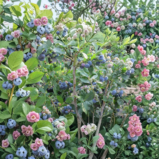 Tifblue Blueberry Plant – Vaccinium ashei Live Plant | 24–30 Inches Tall | 1 Gallon Pot Rabbiteye Blueberry Bush | Mid-Season Fruit