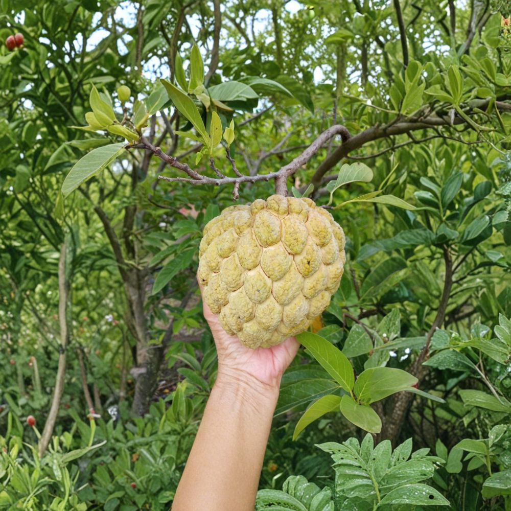 Sugar Apple Tree – Annona squamosa Live Seedling | 7–12 Inches Tall | Organic Na Dai (Mãng Cầu Dai) | Tropical Fruit Plant | Indoor or Patio Friendly
